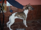 Whippet Hembra - mejor precio | unprecio.es