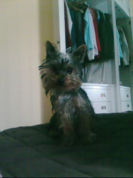 BUSCO NOVIA PARA MI LEON (YORKSHIRE TERRIER) MONTA