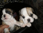 Camada bulldog inglés - mejor precio | unprecio.es