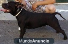 camada de 6 staffordshire bull terrier - mejor precio | unprecio.es