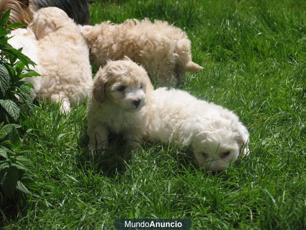 Caniches Cachorros de primera calidad  vente a verlos 400€