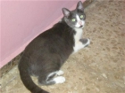 GATO EN ADOPCION - mejor precio | unprecio.es