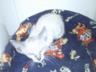 URGENTE GATITO - mejor precio | unprecio.es