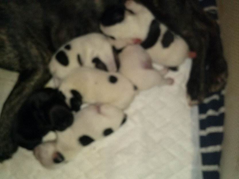 Camada bulldog francés