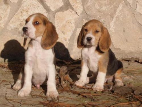 Beagle, tu cachorro de pura raza a buen precio