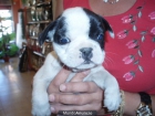BULL FRANCES MACHO - mejor precio | unprecio.es