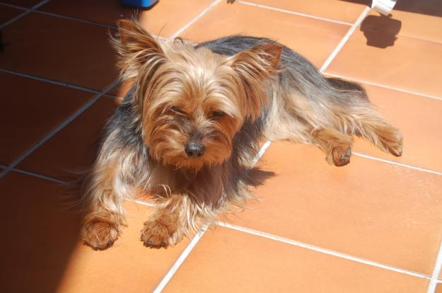 Cachorritos de yorsay terrier