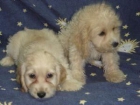 CACHORROS Cockapoo PARA CUALQUIER Bonita casa PARA X-masa. - mejor precio | unprecio.es