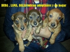 Cachorros de madre teckel, mes y medio vacunados en adopcion - mejor precio | unprecio.es