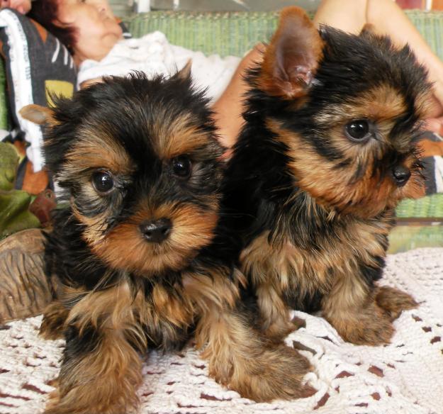 CACHORROS YORKSHIRE TERRIER, MINI TOY