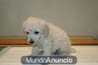 Caniches blancos preciosos con pedigree 360 euros. - mejor precio | unprecio.es