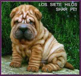 Criadero de Shar Pei Los Siete Hilos