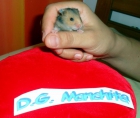 Hamster Dorados Canarias - mejor precio | unprecio.es