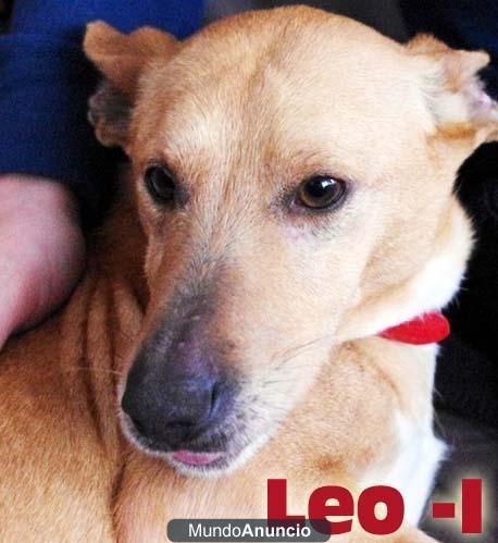 Leo 1 perrito en el que nadie se fija