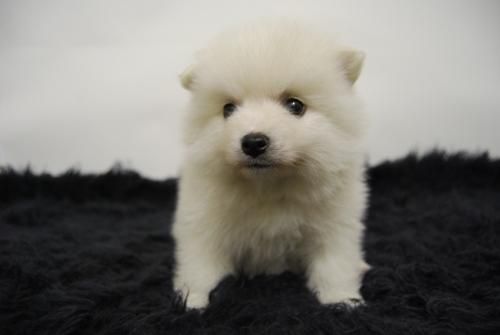 pomerania preciosos cachorritos blancos para entregar