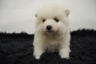 pomerania preciosos cachorritos blancos para entregar - mejor precio | unprecio.es