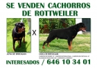 SE VENDEN CACORROS DE ROTTWEILER - mejor precio | unprecio.es