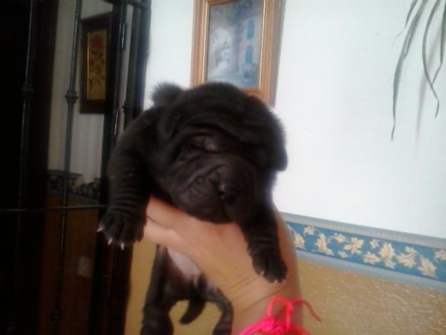 shar pei cachorros portadores de perros azules