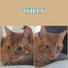 WILLY. Gato rubio de 5 años, desungulado, busca hogar.URGENTE. - mejor precio | unprecio.es