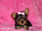 YORKSHIRE TERRIER A BUEN PRECIO VARIOS TAMAÑOS?‏ - mejor precio | unprecio.es