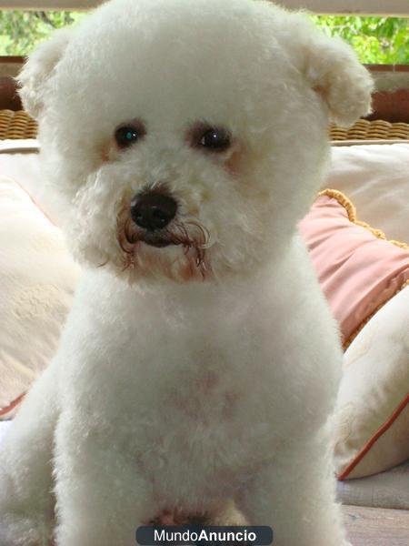 Se ofrece Bichón Frisé para monta