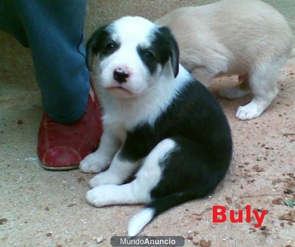 BULY, cachorro de 1 MES - tamaño mediano