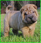 Cachorros sharpei increibles - mejor precio | unprecio.es
