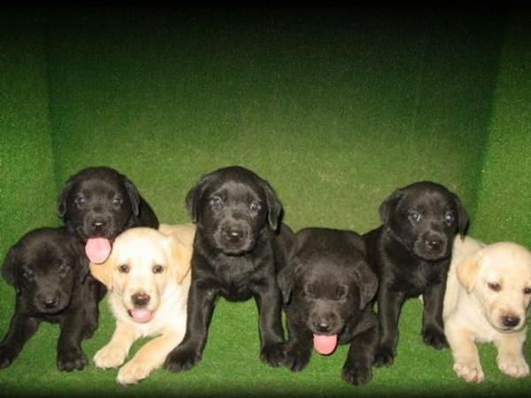 Labradores de pelo negro 190 Euros..