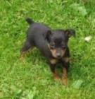 MINI  PINSCHER  340  c/u - mejor precio | unprecio.es