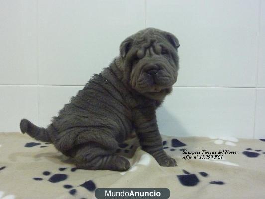 Regalo Cachorros de shar pei