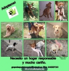 Perritos en adopción - mejor precio | unprecio.es