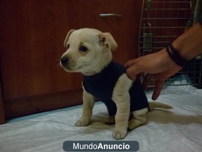 CACHORRITO EN ADOPCIÓN