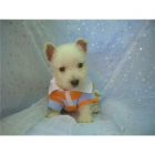 Cachorretes de Westy - West Highland White Terrier con pedigrí - mejor precio | unprecio.es