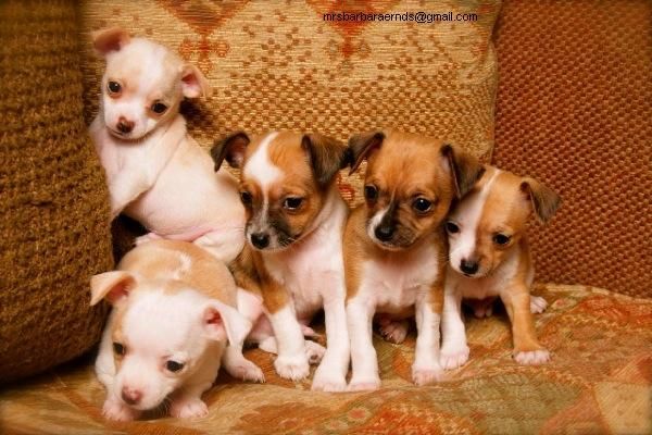 CHIHUAHUAS SUPER PEQUEÑITOS 190 EUROS