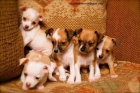 CHIHUAHUAS SUPER PEQUEÑITOS 190 EUROS - mejor precio | unprecio.es