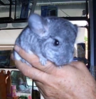 chinchilla - mejor precio | unprecio.es
