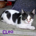 Cleo, gato abandonado y herido. Está recuperado pero no encuentra hogar - mejor precio | unprecio.es