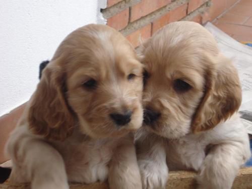 COCKER INGLES 200E, BEAGLE HEMBRA 250 E, WESTY 400E, SHIH TZU 350E, BOXER 250E, YORKSHIRE TERRIER ENANO CON PEDIGRE 400E