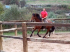Domador de caballos - mejor precio | unprecio.es