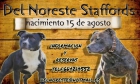 Gran camada staffordshire bull terrier - mejor precio | unprecio.es