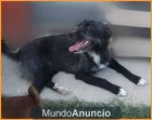 LIZZY:soy cariñosa u buena,soy la perrita que buscas - mejor precio | unprecio.es