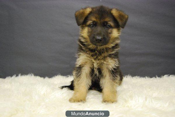 Nueva camada de PASTOR ALEMAN con pedigree de raza y calidad