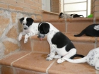 Regalo Cachorros - mejor precio | unprecio.es