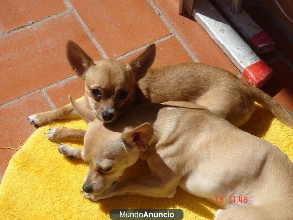 SE VENDEN CHIHUAHUAS