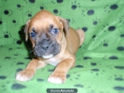 sharpei superarrugados 300E y boxer canela 250E - mejor precio | unprecio.es