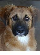 Soto cachorro que esta creciendo entre rejas