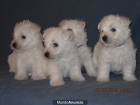 Vendo cachorros Westy - mejor precio | unprecio.es