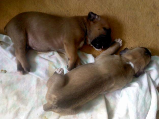 vendo una pareja de boxer