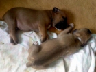 vendo una pareja de boxer - mejor precio | unprecio.es