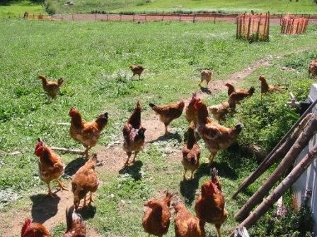 Venta de Gallos de Corral